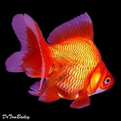 Premium Red Ryukin Goldfish