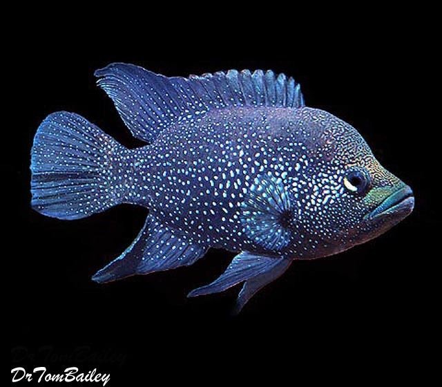 Premium Black Diamond Polleni Cichlid