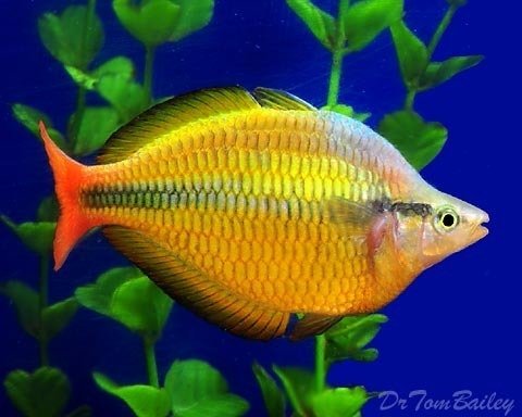 Premium Lake Tebera Yellow Rainbowfish, on SALE, was $18.99