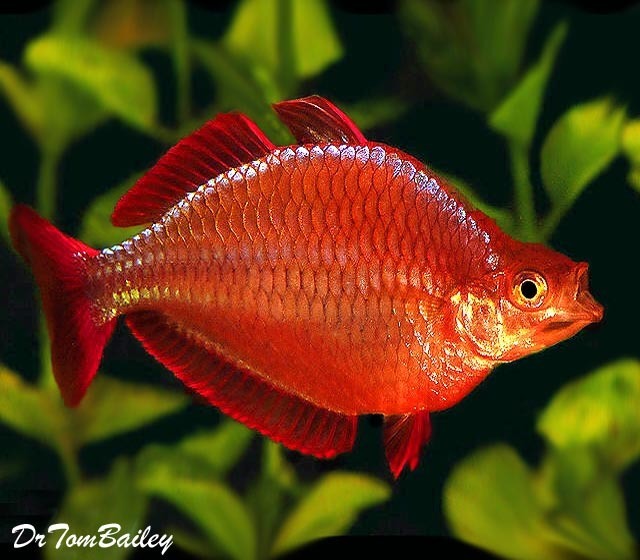 dwarf neon rainbowfish care