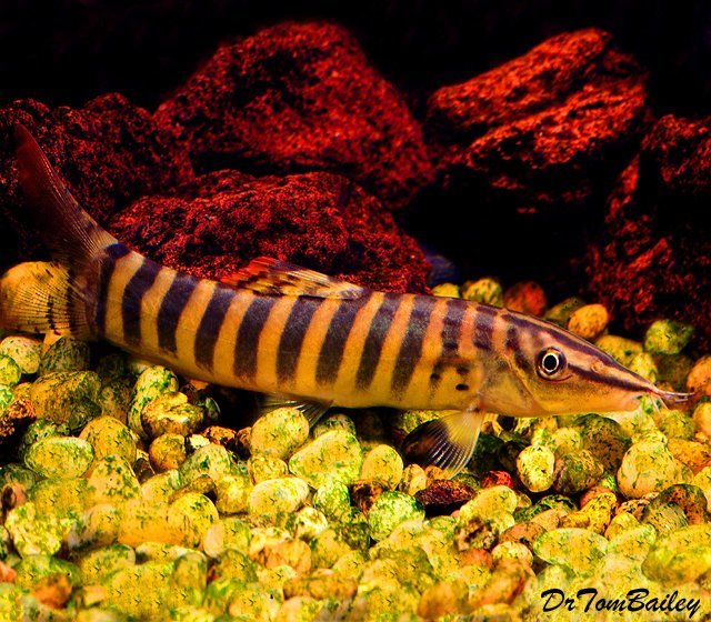 Premium New and Rare, WILD, Royal Banded Loach SALE - was $18.59