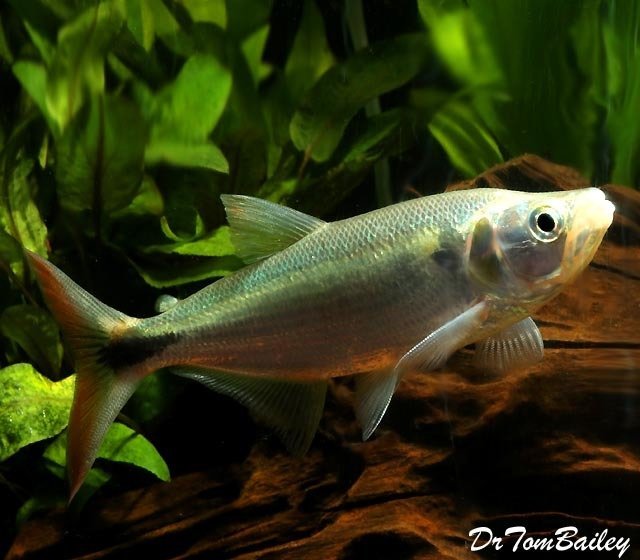 Premium New and Rare, WILD, Red Tail Sabalo Barracuda