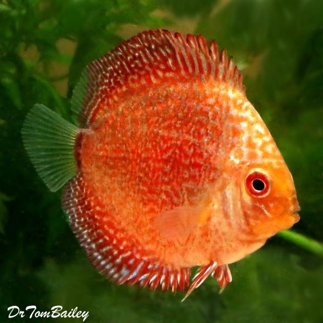 Premium Rare New, Red Eagle Discus