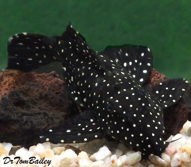 Premium WILD, Vampire Plecostomus, L240