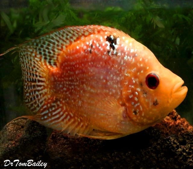 Premium Very Rare and New, Deep Body Red Texas Flowerhorn Cichlid