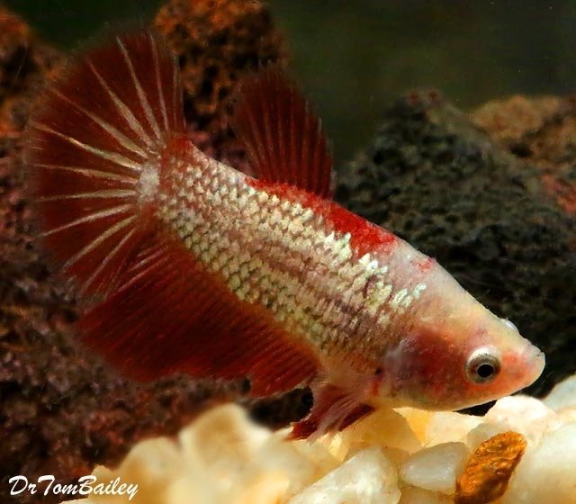 Premium FEMALE Rare Assorted Dragonscale Betta Fish