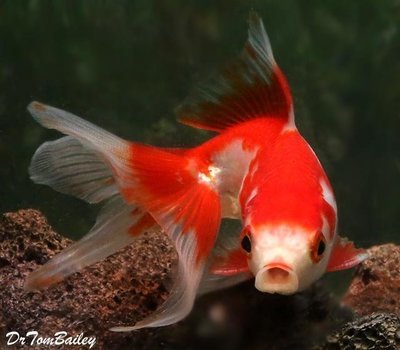 Premium Red & White Fantail Goldfish