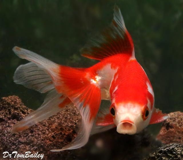 Premium Red &amp; White Fantail Goldfish