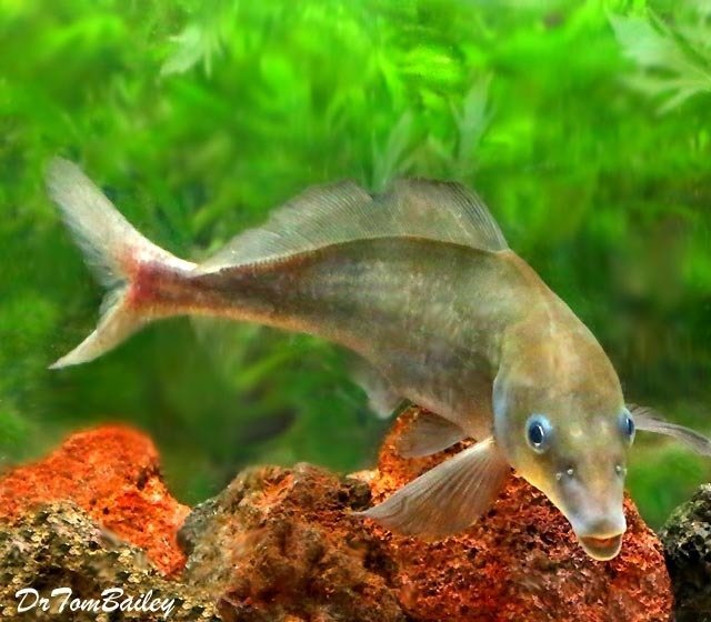 Premium WILD, Rare Baby Dolphin Mormyrid