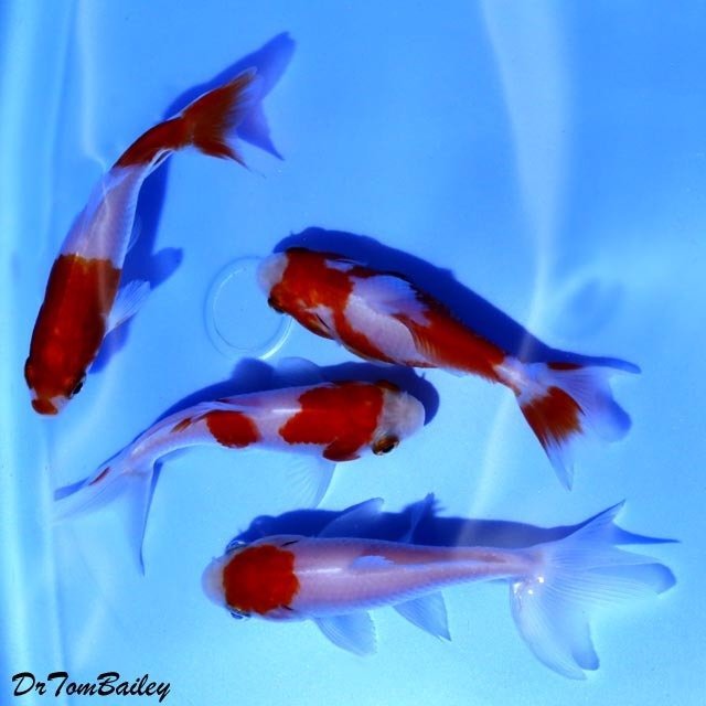 Premium Rare Red & White Wakin Goldfish