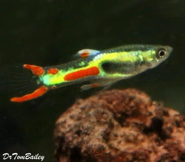 Premium MALE Key Lime Endler&#39;s Livebearer, Nano Fish