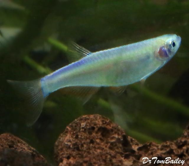 Premium Purple Passion Danio
