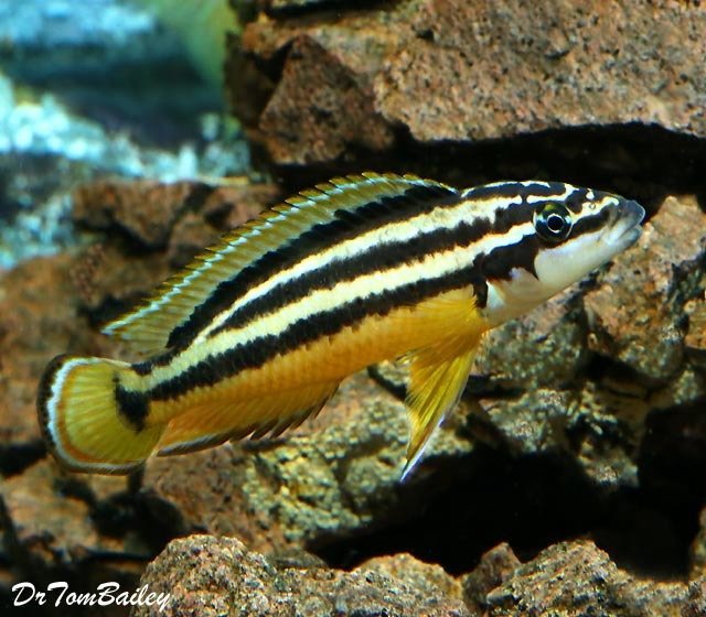 Premium Juli Ornatus Cichlid from Lake Tanganyika