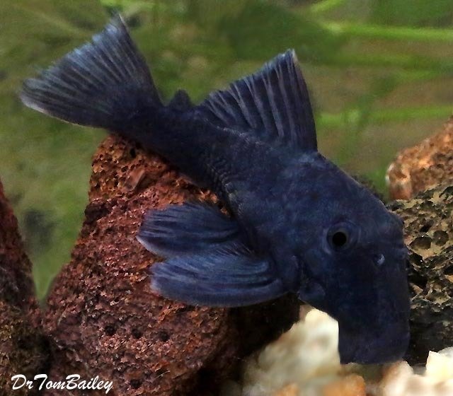 Premium New, WILD, Blue Panaque Pleco, L239