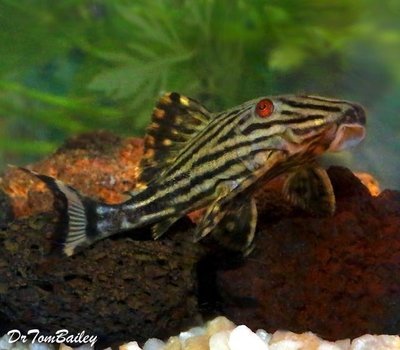 Premium WILD, New, Broken Line Royal Pleco, L191
