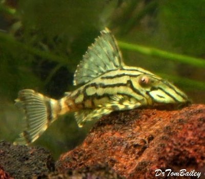 Premium New, WILD, Royal Green Pleco