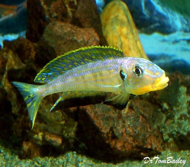 Premium MALE Lake Tanganyika Enantiopus Kilesa Cichlid