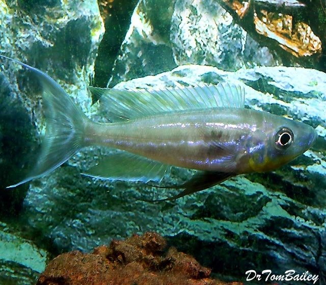 Premium Lake Tanganyika, Benthochromis Tricoti Cichlid