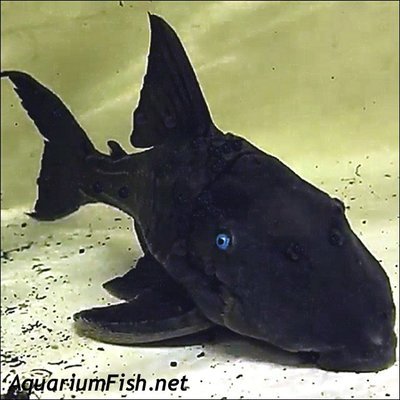 WYSIWYG Premium New and Rare, Blue-Eyed Pleco