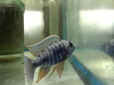 Premium MALE Lake Malawi Blue Peacock Cichlid