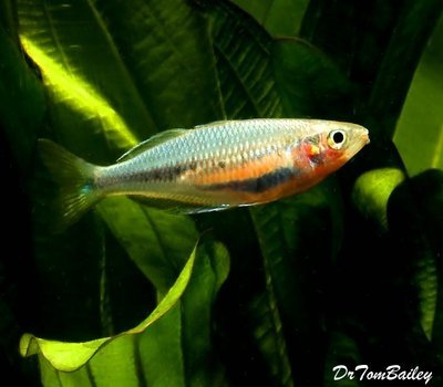 Premium Rare and New, Laticlavia Rainbowfish