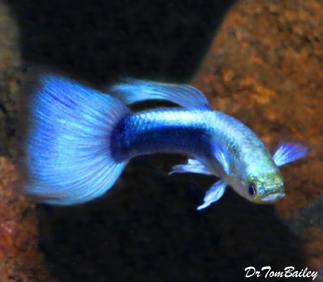 Premium MALE Metallic Blue Fancy Guppy