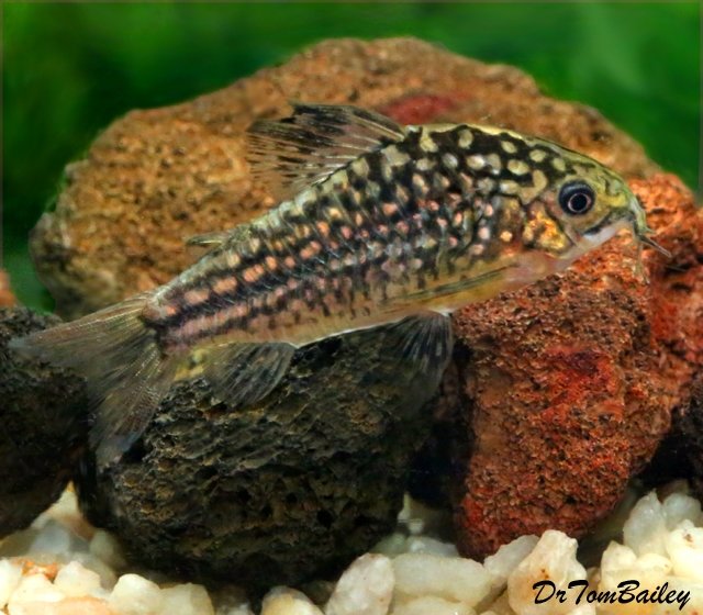 Premium WILD and New, Nanus Corydoras Catfish