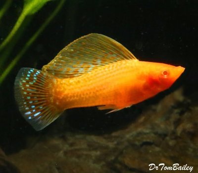 Premium New Orange Sailfin Molly