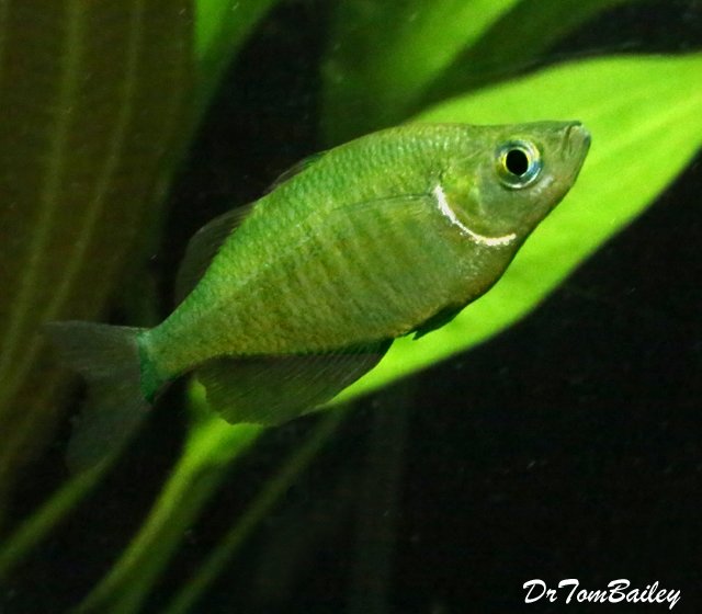 Premium Emerald Rainbowfish