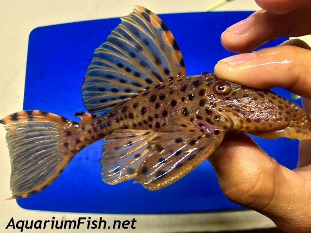 Premium WILD, Rare Three Beacon Plecostomus, L091