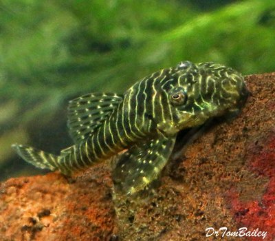 Premium WILD, New, and Rare Tigris Pleco, L257