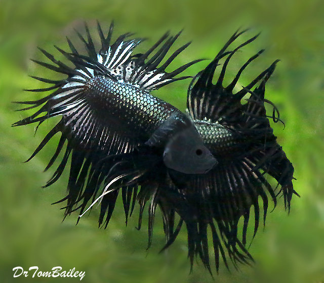 Premium MALE Black Dragonscale Crowntail Betta Fish
