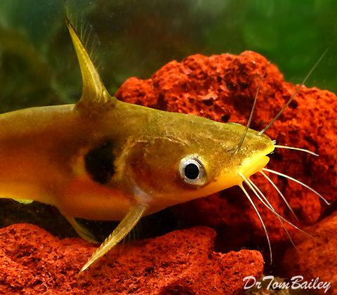 eclipse catfish care