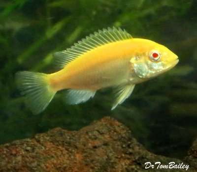 Premium Lake Malawi Albino Electric Yellow Cichlid