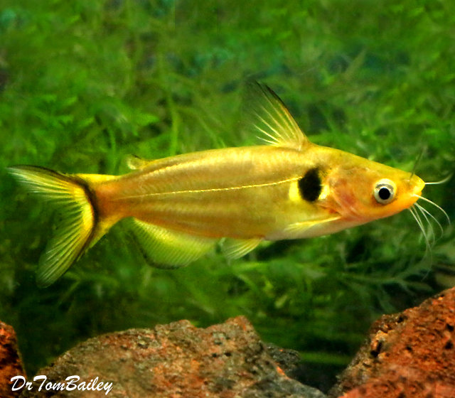 Premium WILD, Golden Metallic Sun Catfish