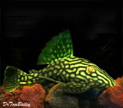 Premium WILD, New, Spotted Royal Pleco