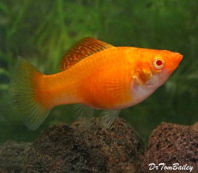 Premium FEMALE New Orange Sailfin Molly