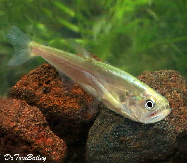 rare tetra fish