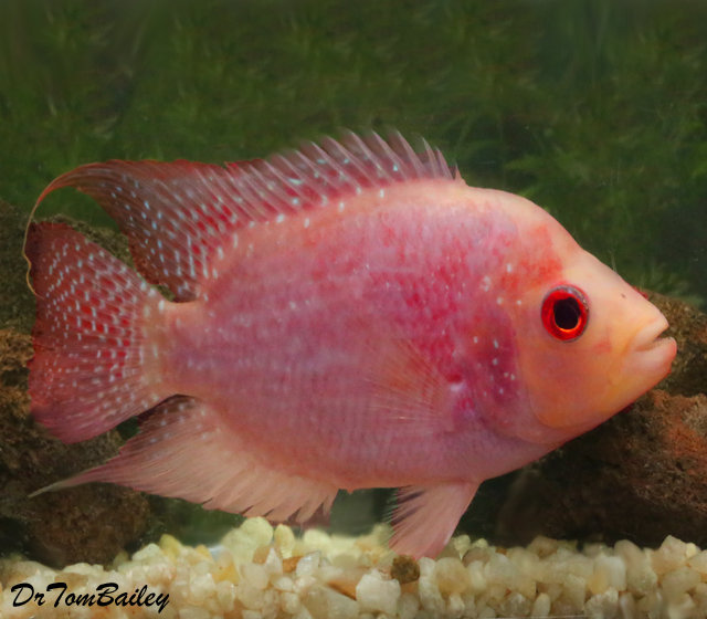 Premium Rare and New, Red Texas Flowerhorn Cichlid