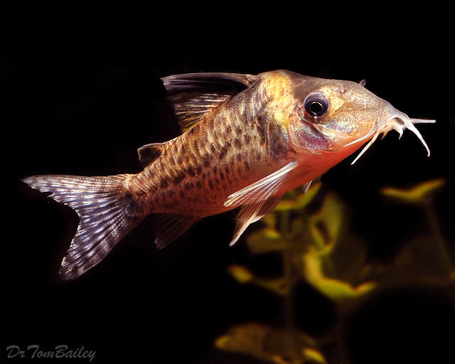 Premium WILD, Agassizii Corydoras Catfish