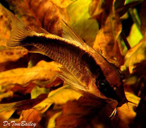 Premium WILD, Arcuatus Skunk Corydoras Catfish