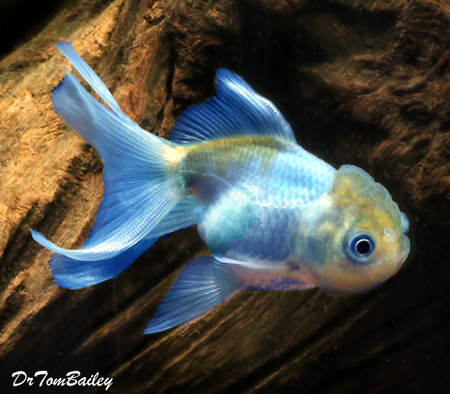 blue goldfish