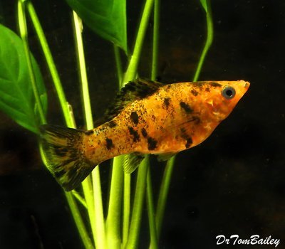 Premium FEMALE Sunset Marble Sailfin Molly