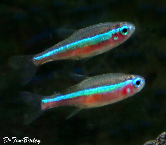 Premium Green Neon Tetra, Nano Fish