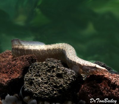 Premium Zig Zag Eel