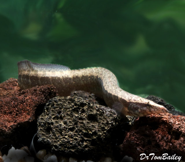 Premium Zig Zag Eel