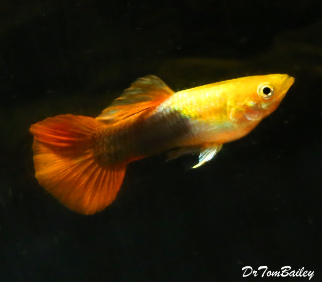 Premium MALE Gold Red Tuxedo Fancy Guppy