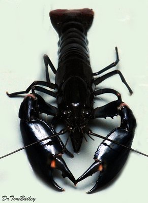 Premium Papua Lobster