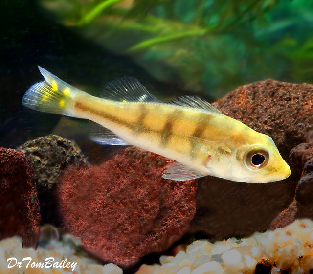 Premium Rare Monoculus Peacock Bass Cichlid, can grow to be very large.