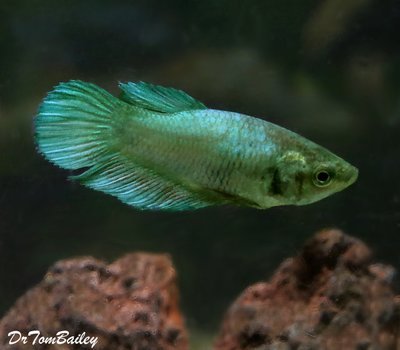 Premium FEMALE Green Betta Fish